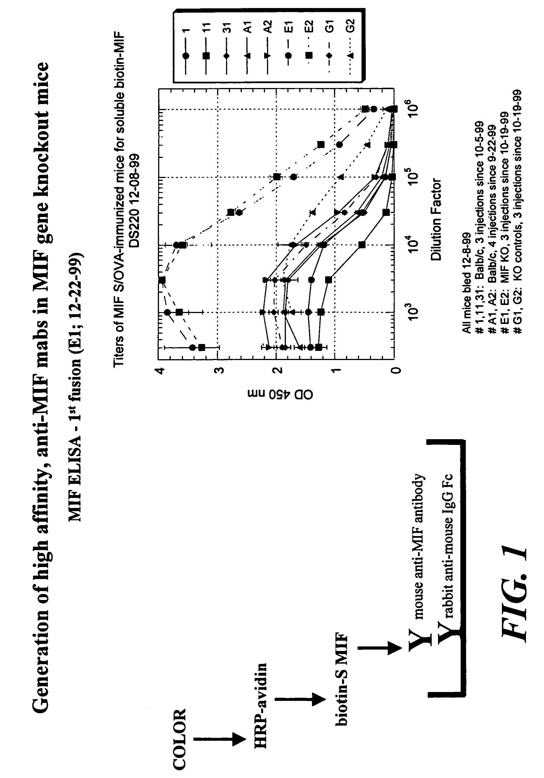 Method for preparing anti-MIF antibodies