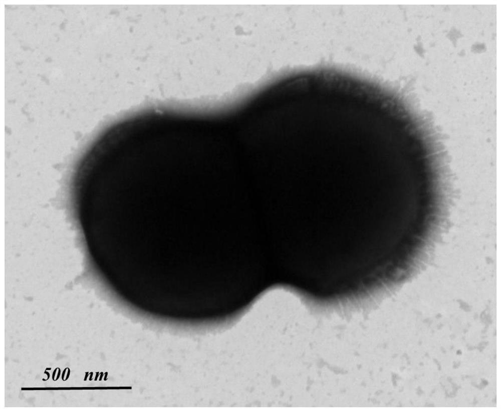 New streptococcus strain and application thereof