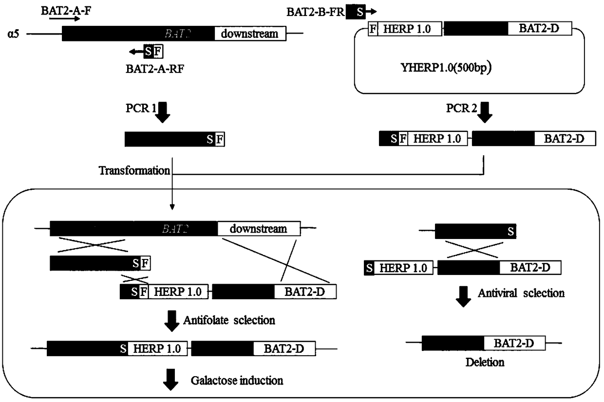 Efficient traceless gene knockout method for saccharomyces cerevisiae and application thereof