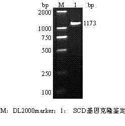 Intramuscular fat deposition SCD (Stearoyl-CoAdesaturase) gene