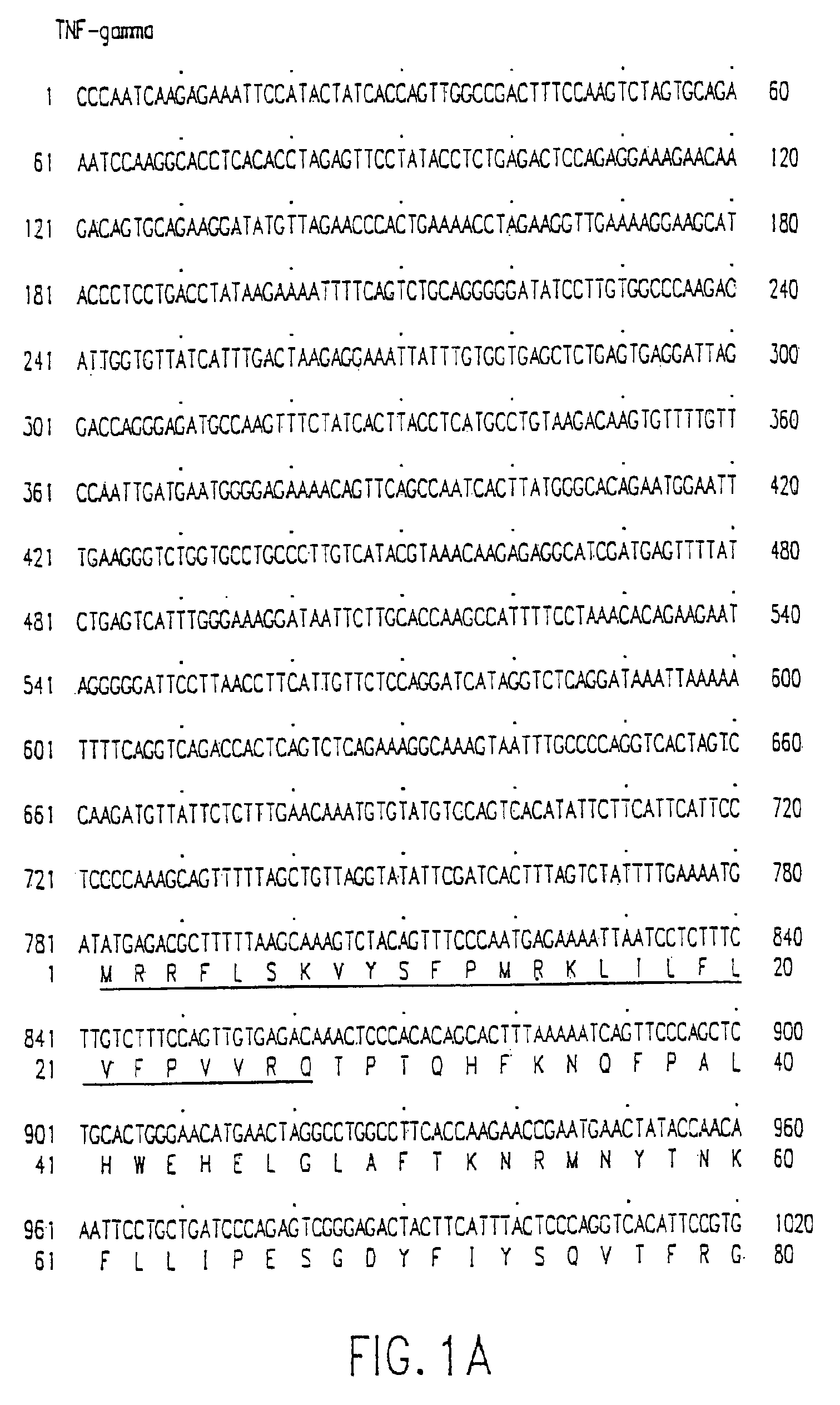 Anitbodies to tumor necrosis factor-gamma