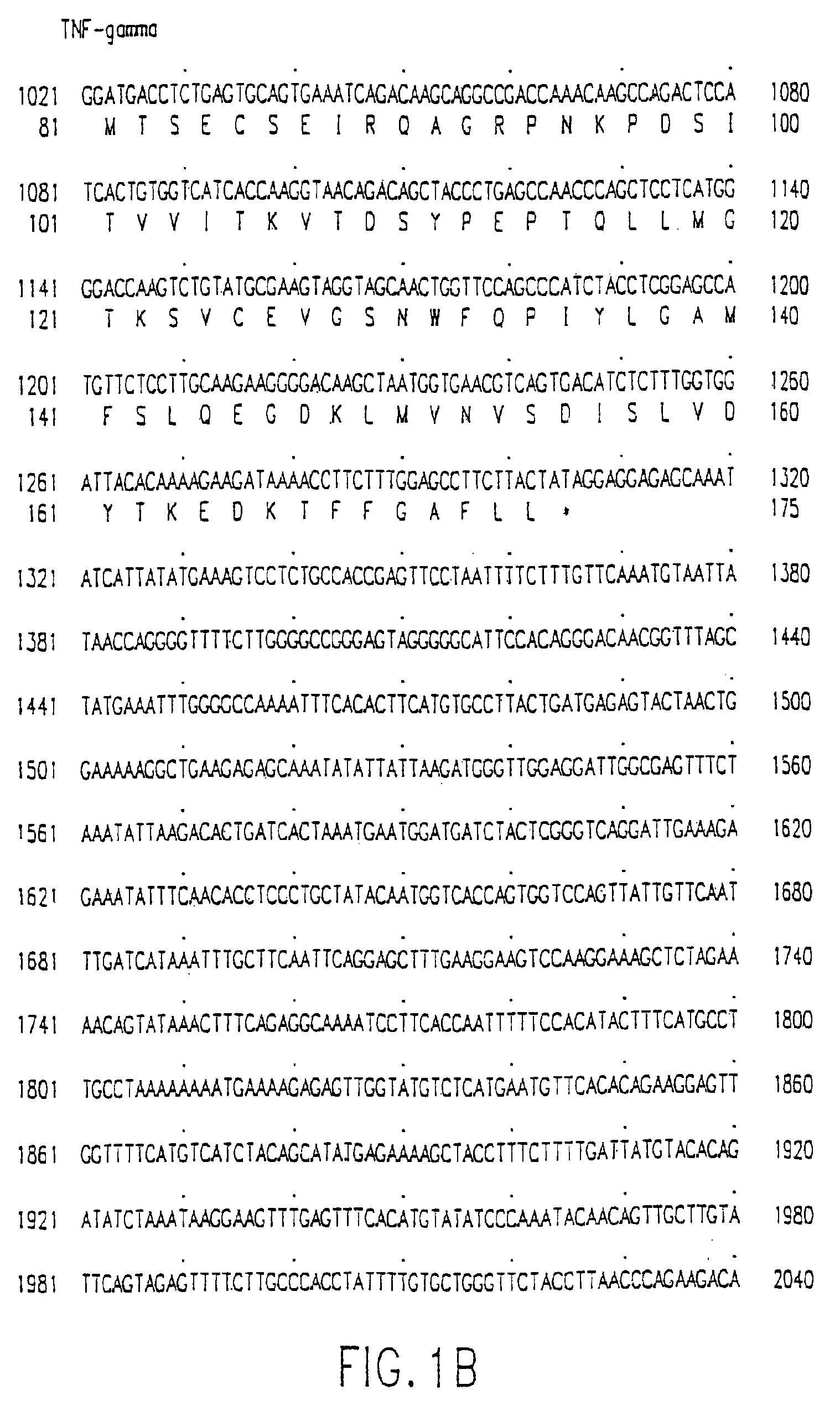 Anitbodies to tumor necrosis factor-gamma