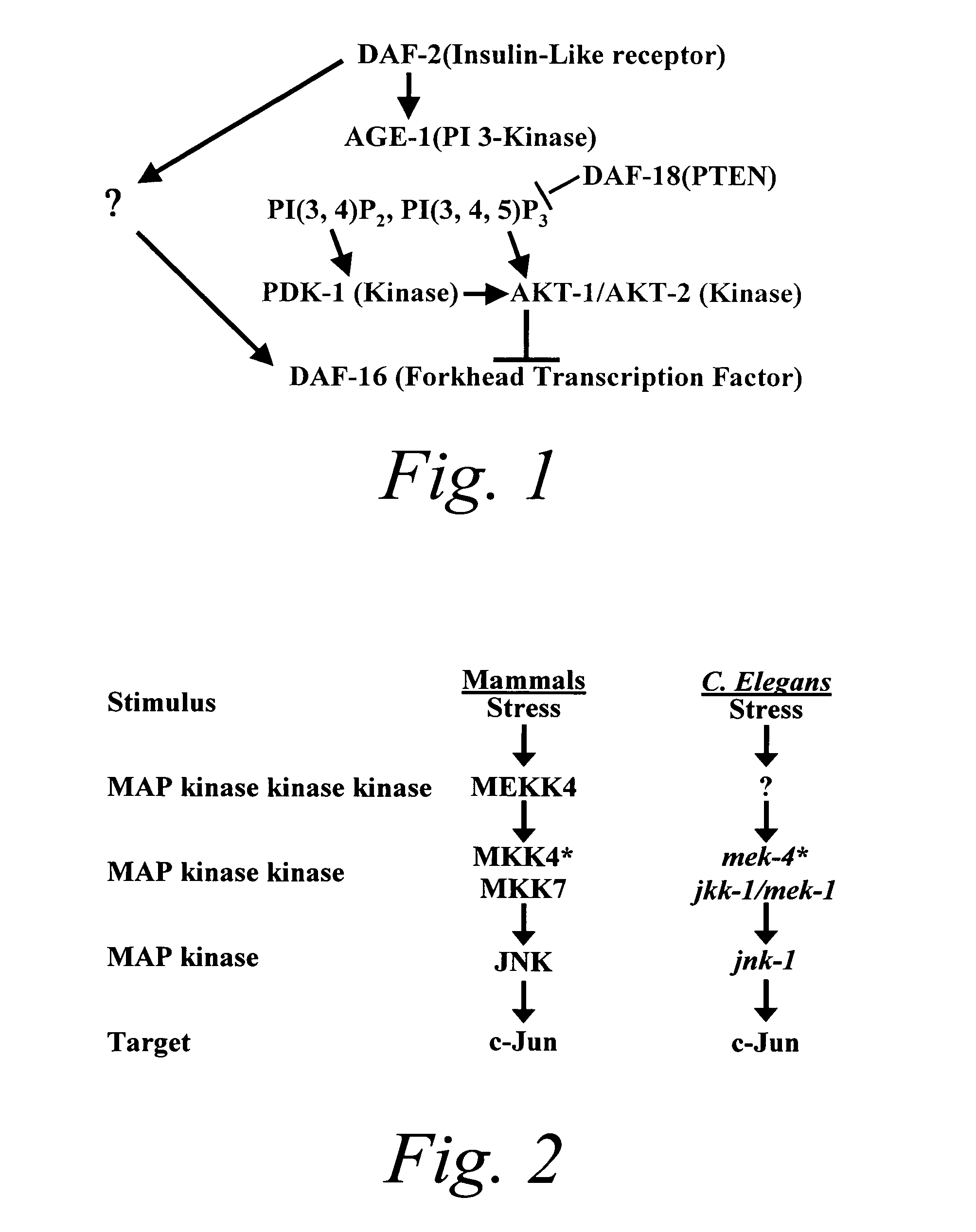 Methods of identifying longevity modulators and therapeutic methods of use thereof