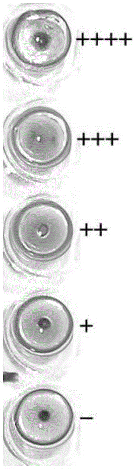 Production method of swine mycoplasmal pneumonia inactivated vaccine