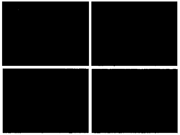 Method for effectively amplifying CIK cells and improving specific tumor killing capability of CIK cells