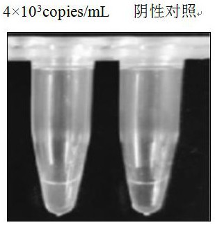 Kit and method for detecting cow mastitis pathogenic bacteria