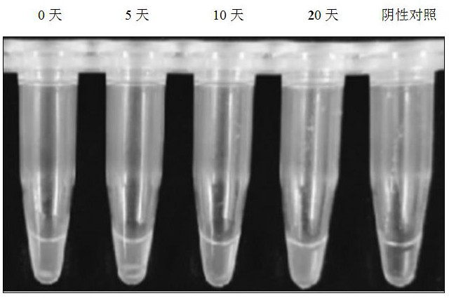 Kit and method for detecting cow mastitis pathogenic bacteria