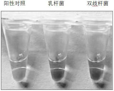 Kit and method for detecting cow mastitis pathogenic bacteria