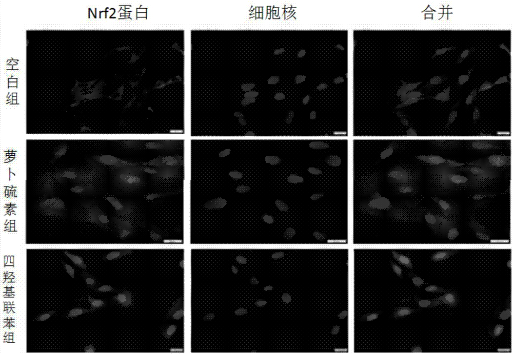 Application of biphenyl compound in preparing medicines for treating oxidative stress induced diseases