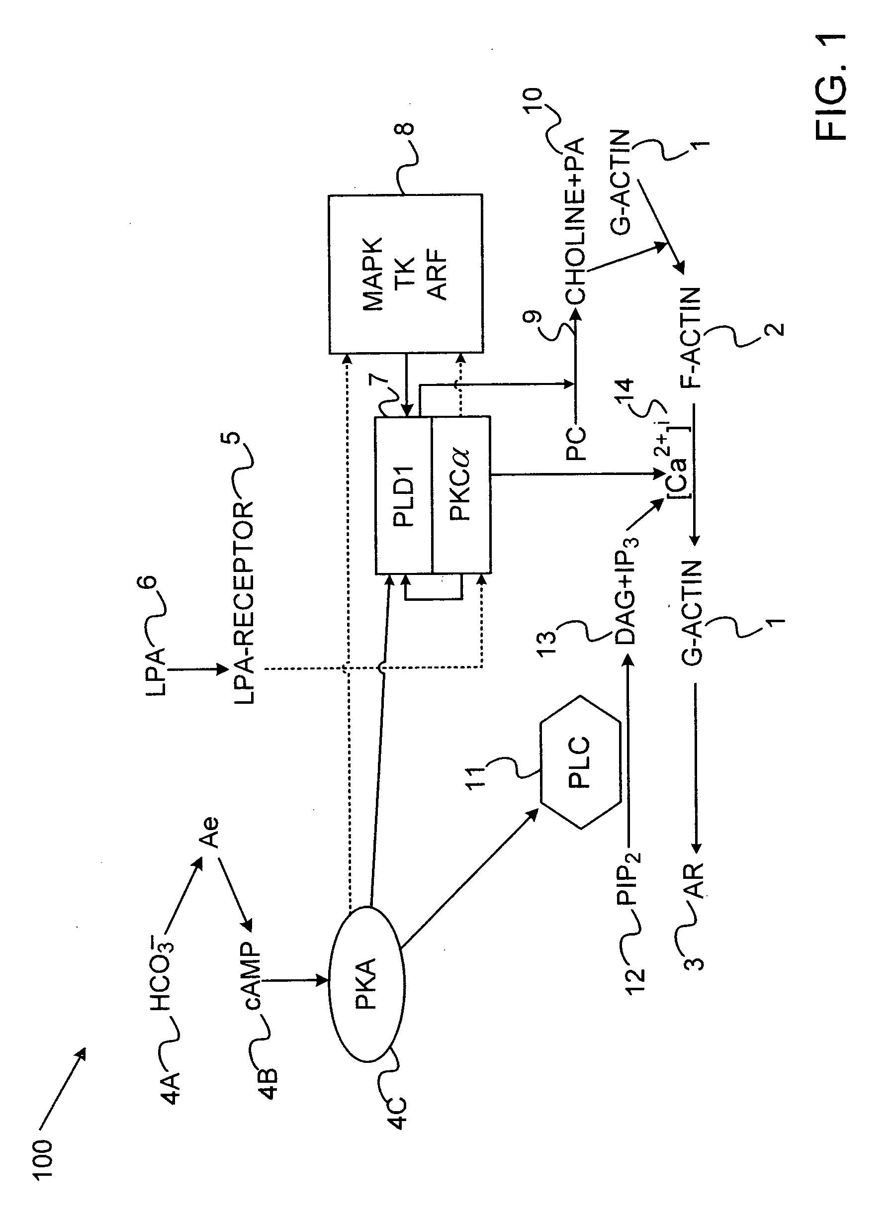 Methods, Systems, Compositions And Dosage Forms For Diagnosing And Treating Male Infertility