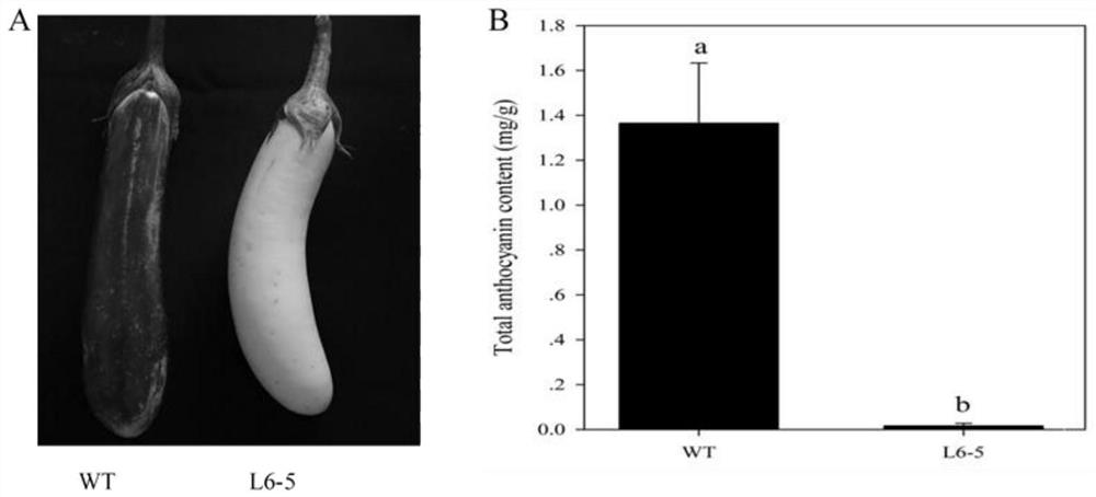 SNP (Single Nucleotide Polymorphism) molecular marker closely linked with eggplant fruit color and application