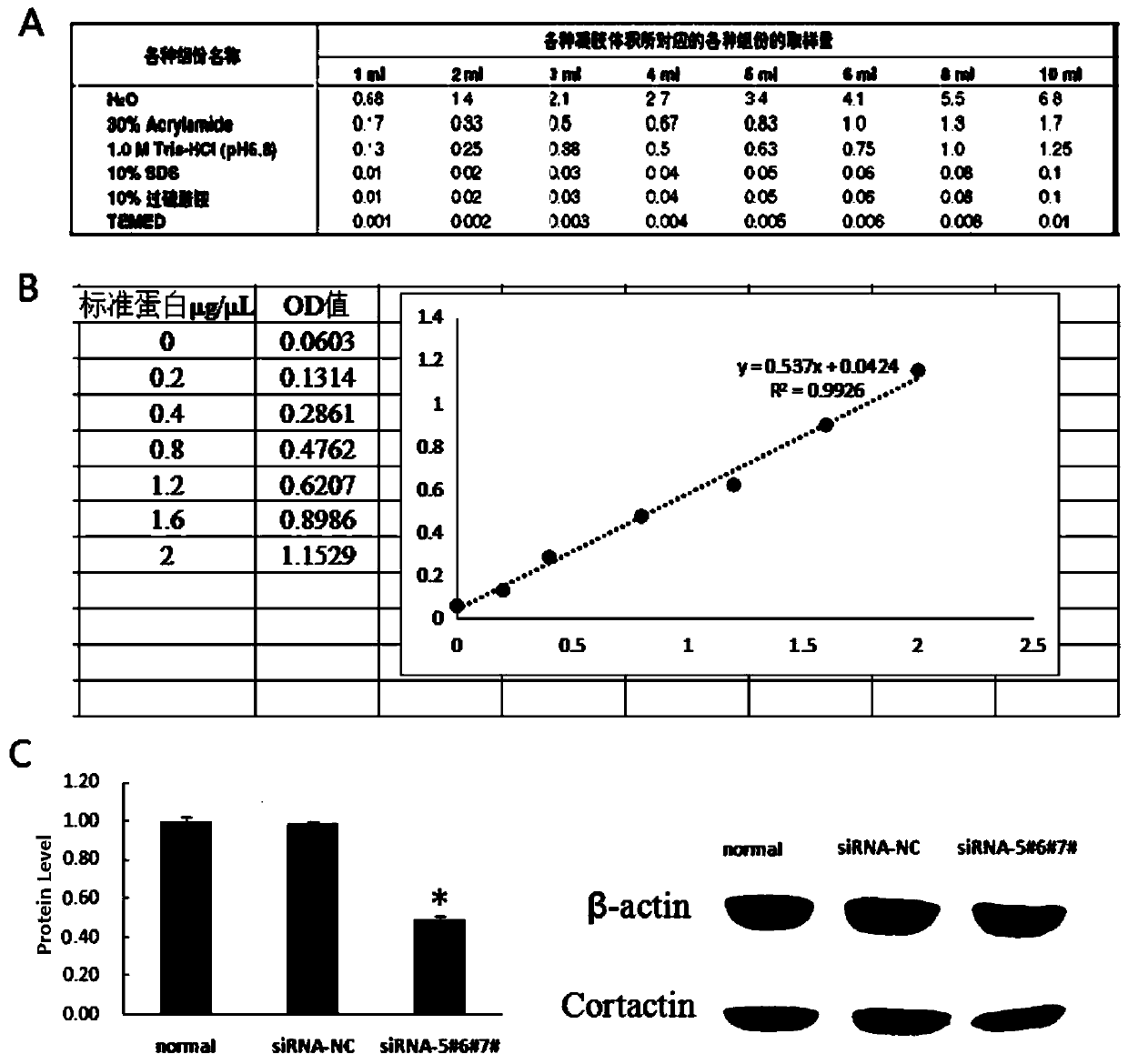 Multi-target siRNA molecule targeting ems1/cortactin and its application