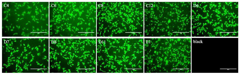 Fusion protein 3AN for capturing PRRSV nucleocapsid protein antibody and application thereof