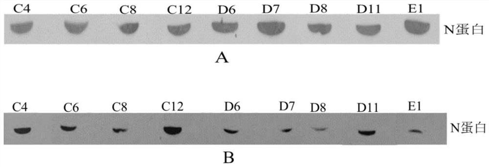 Fusion protein 3AN for capturing PRRSV nucleocapsid protein antibody and application thereof