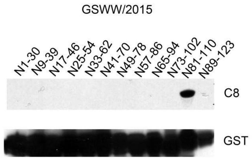 Fusion protein 3AN for capturing PRRSV nucleocapsid protein antibody and application thereof