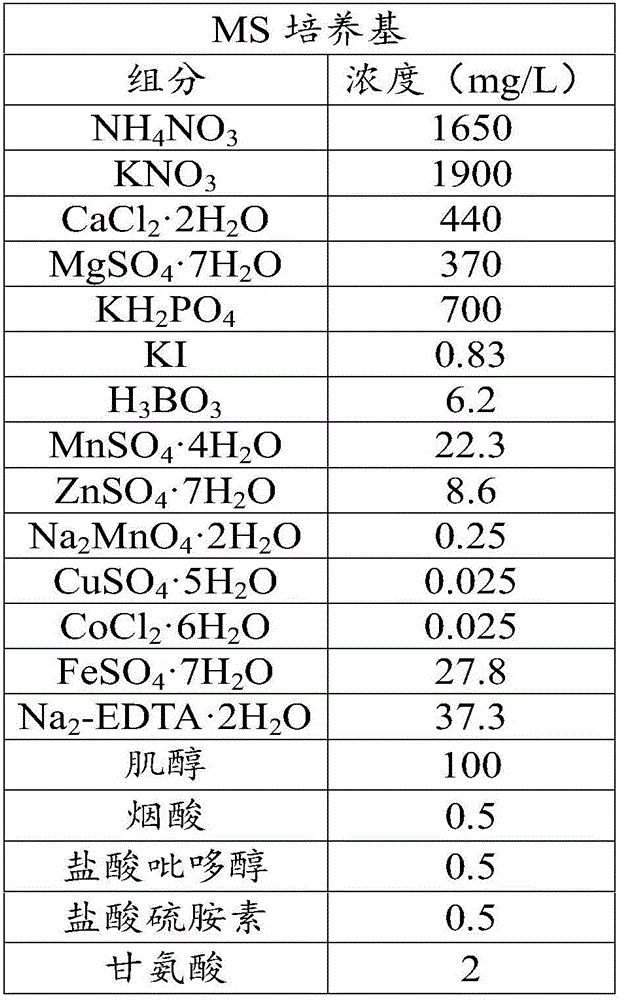 Agriophyllum squarrosum callus and induced proliferation method thereof