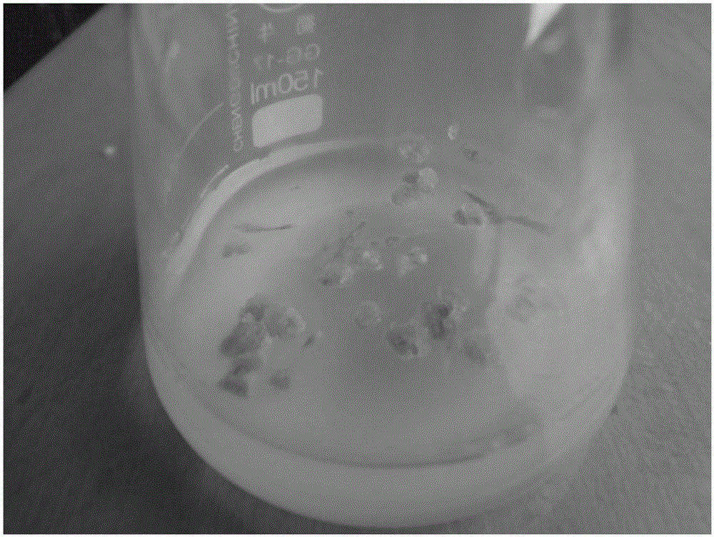 Agriophyllum squarrosum callus and induced proliferation method thereof