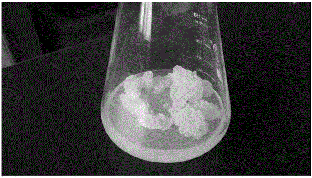 Agriophyllum squarrosum callus and induced proliferation method thereof