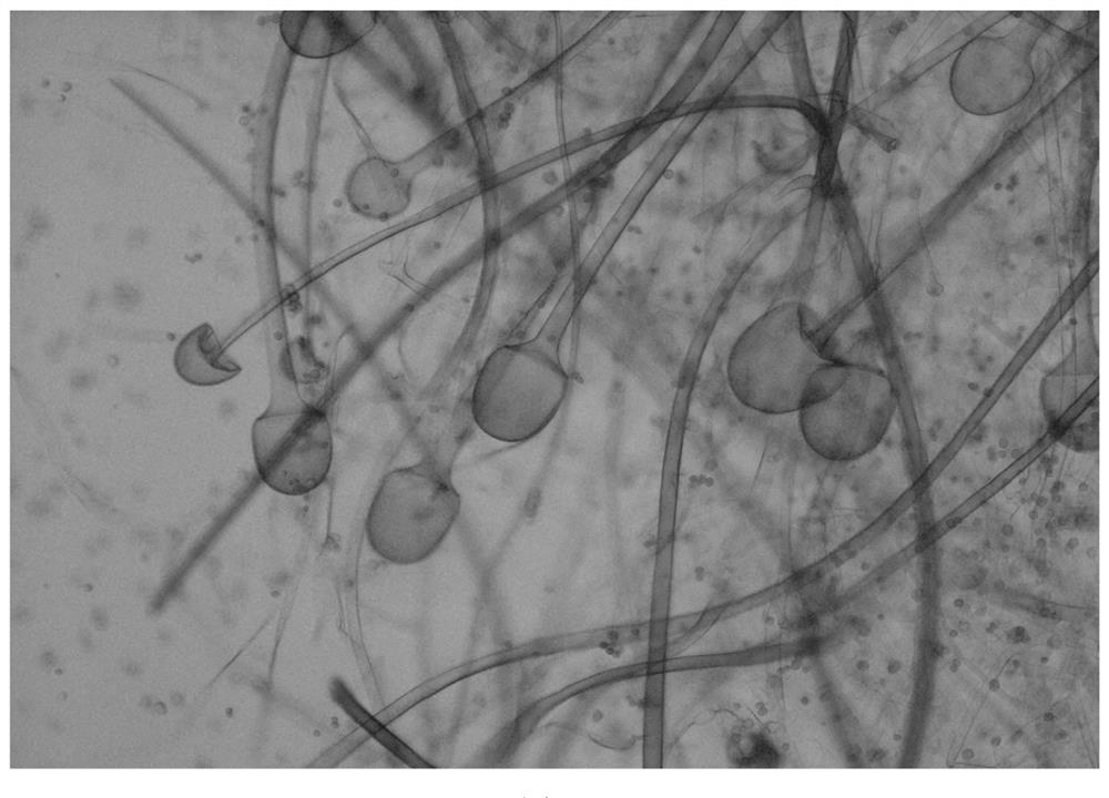 A method for multi-bacteria mixed fermentation green brick tea