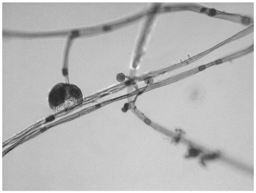 A method for multi-bacteria mixed fermentation green brick tea