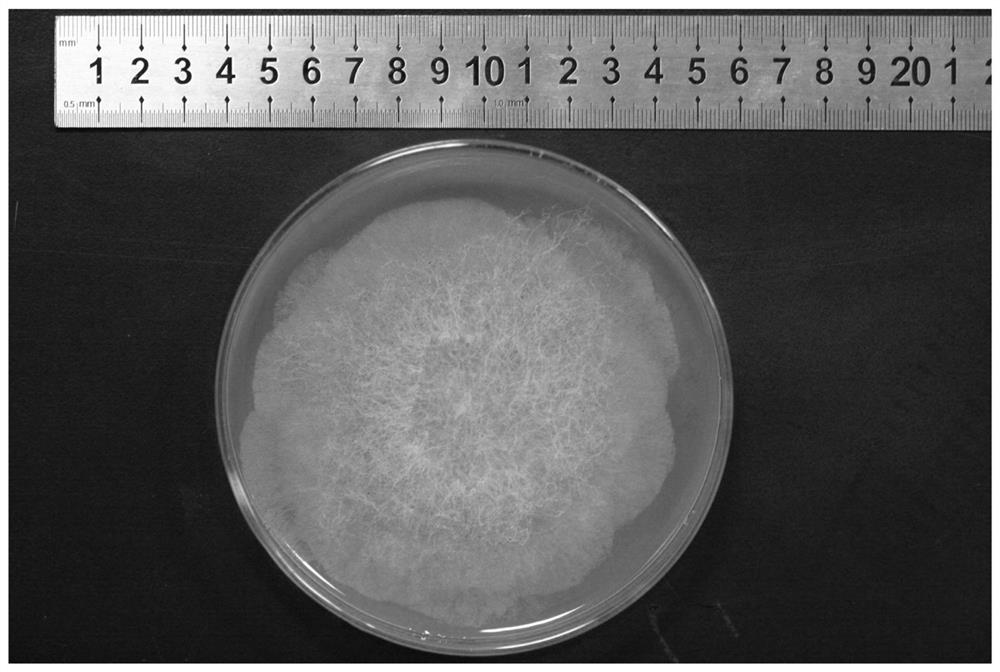 A method for multi-bacteria mixed fermentation green brick tea