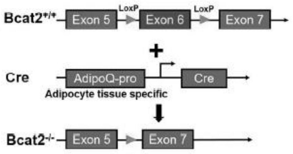 Application of BCAT2 inhibitor in preparation of medicine for preventing and/or treating BCAT2-mediated related metabolic diseases