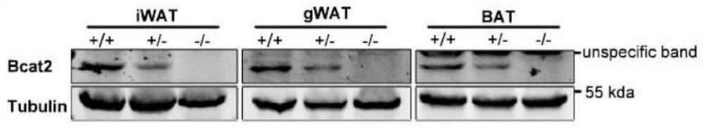 Application of BCAT2 inhibitor in preparation of medicine for preventing and/or treating BCAT2-mediated related metabolic diseases