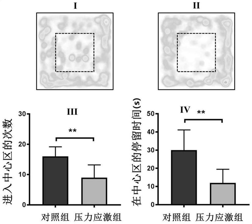 Pharmaceutical composition for specifically regulating activity of hypothalamic ventral nucleus astrocyte and application of pharmaceutical composition