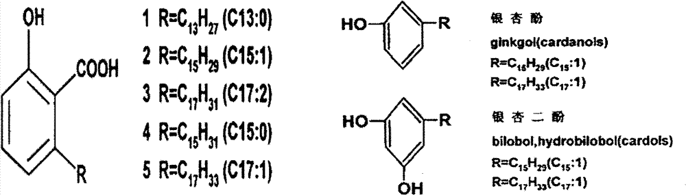 Application of ginkgolic acid in skin whitening, freckle removing and resurfacing