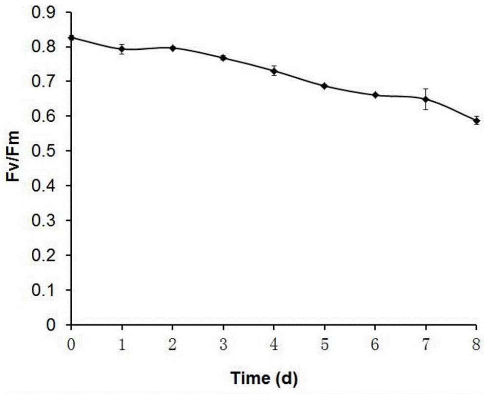 A method for determining the harvest time of oil-producing microalgae by using the chlorophyll fluorescence parameter fv/fm