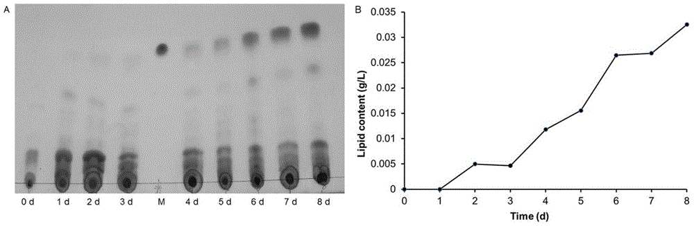 A method for determining the harvest time of oil-producing microalgae by using the chlorophyll fluorescence parameter fv/fm