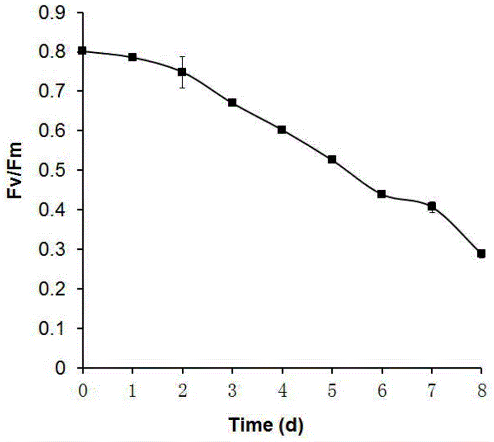 A method for determining the harvest time of oil-producing microalgae by using the chlorophyll fluorescence parameter fv/fm