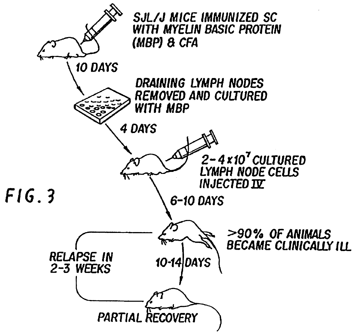 Treatment of autoimmune arthritis by oral administration of collagen