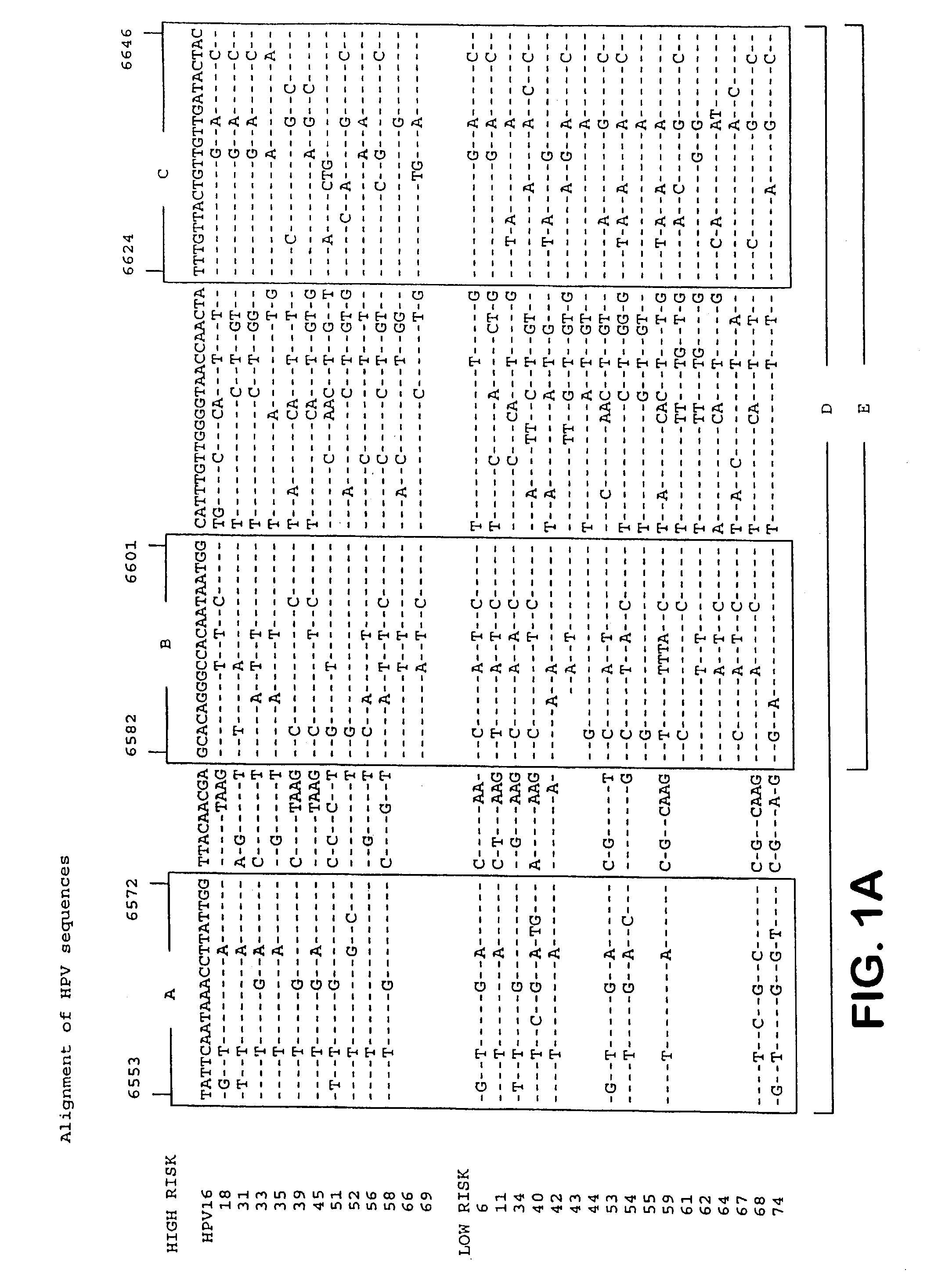 Detection and identification of human papillomavirus by PCR and type-specific reverse hybridization