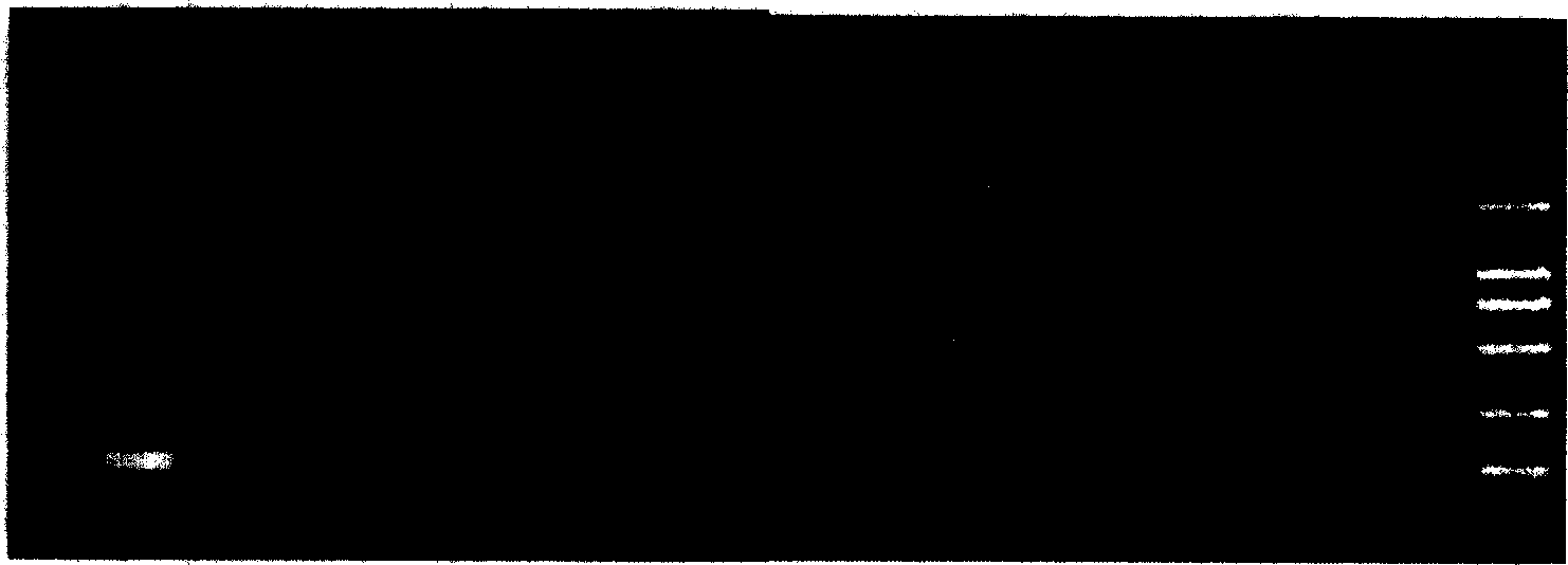 Probe and method for detecting heterosigma akashiwo