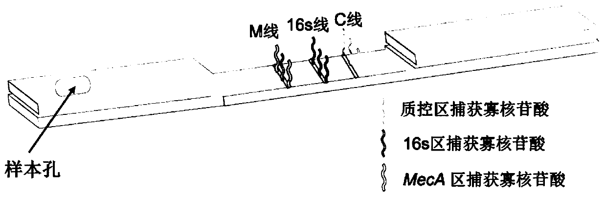 Kit and method for rapid detection of staphylococcus meca