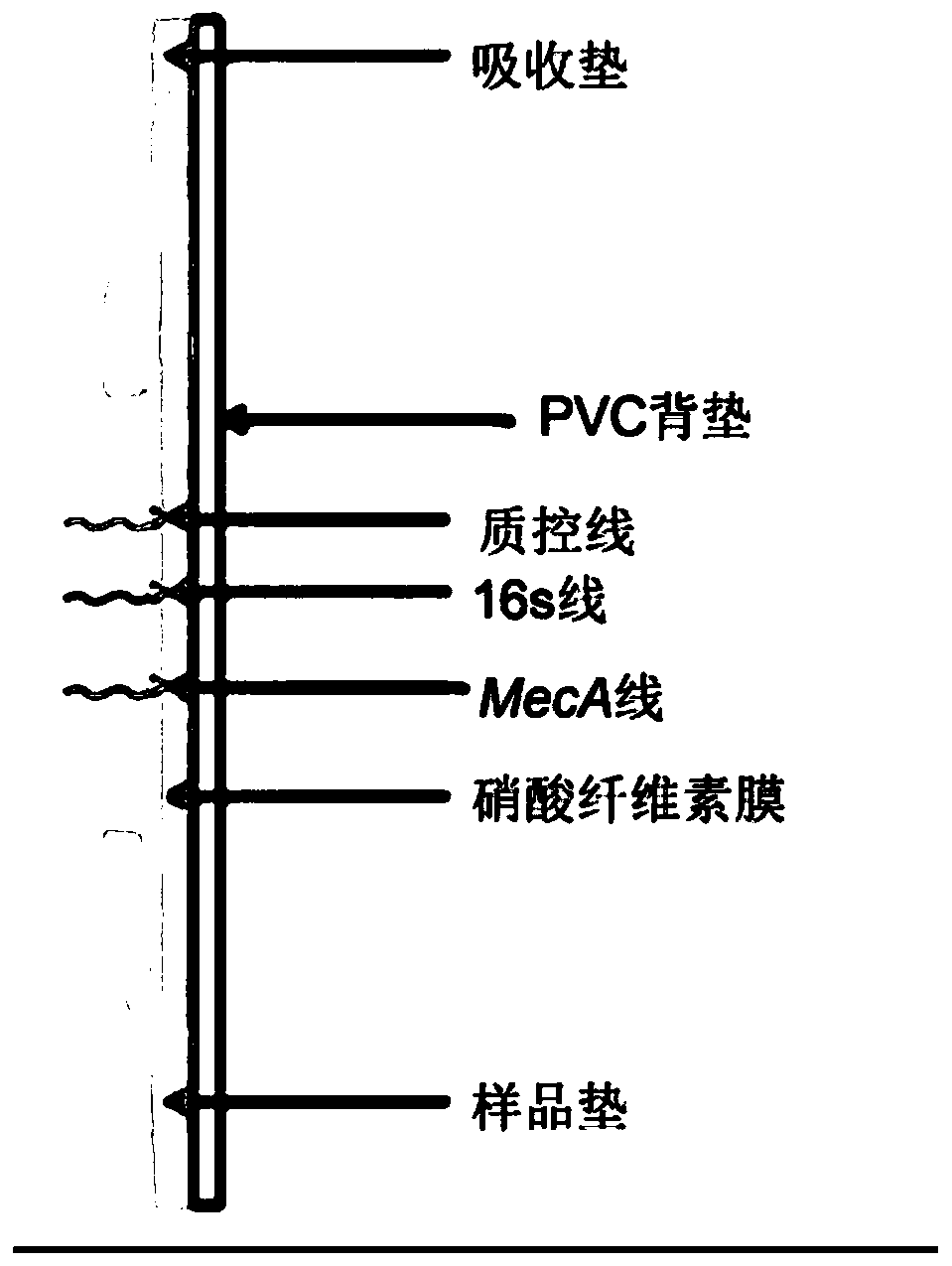 Kit and method for rapid detection of staphylococcus meca