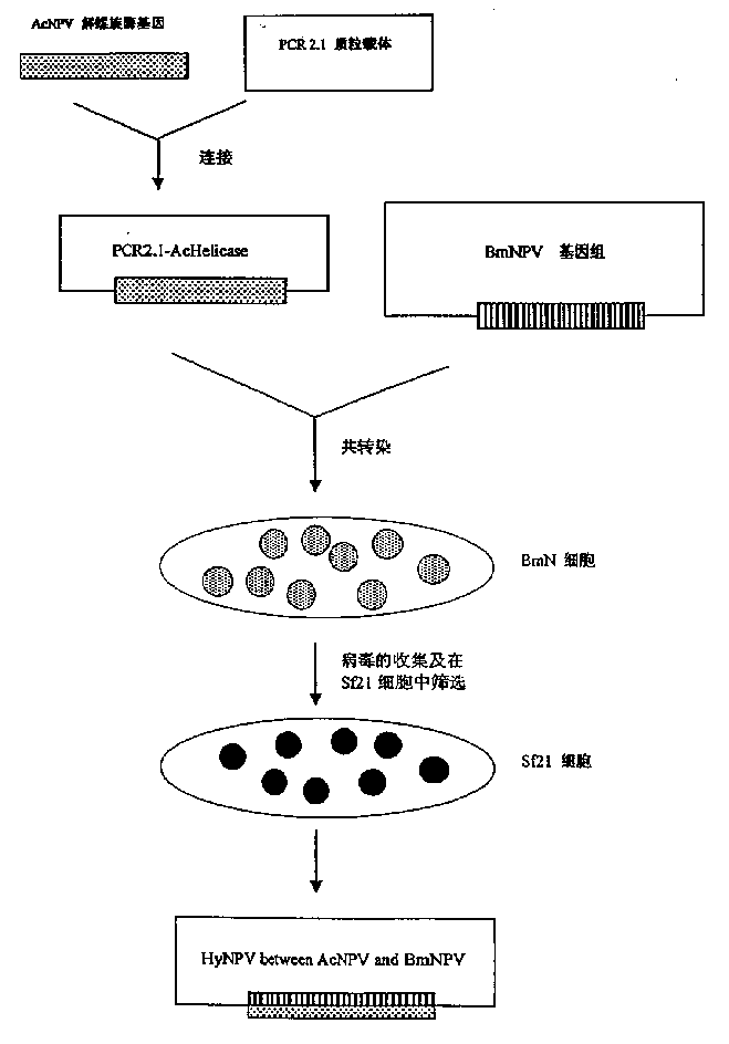 Construction technology of recombinant insect cross virus expression vector