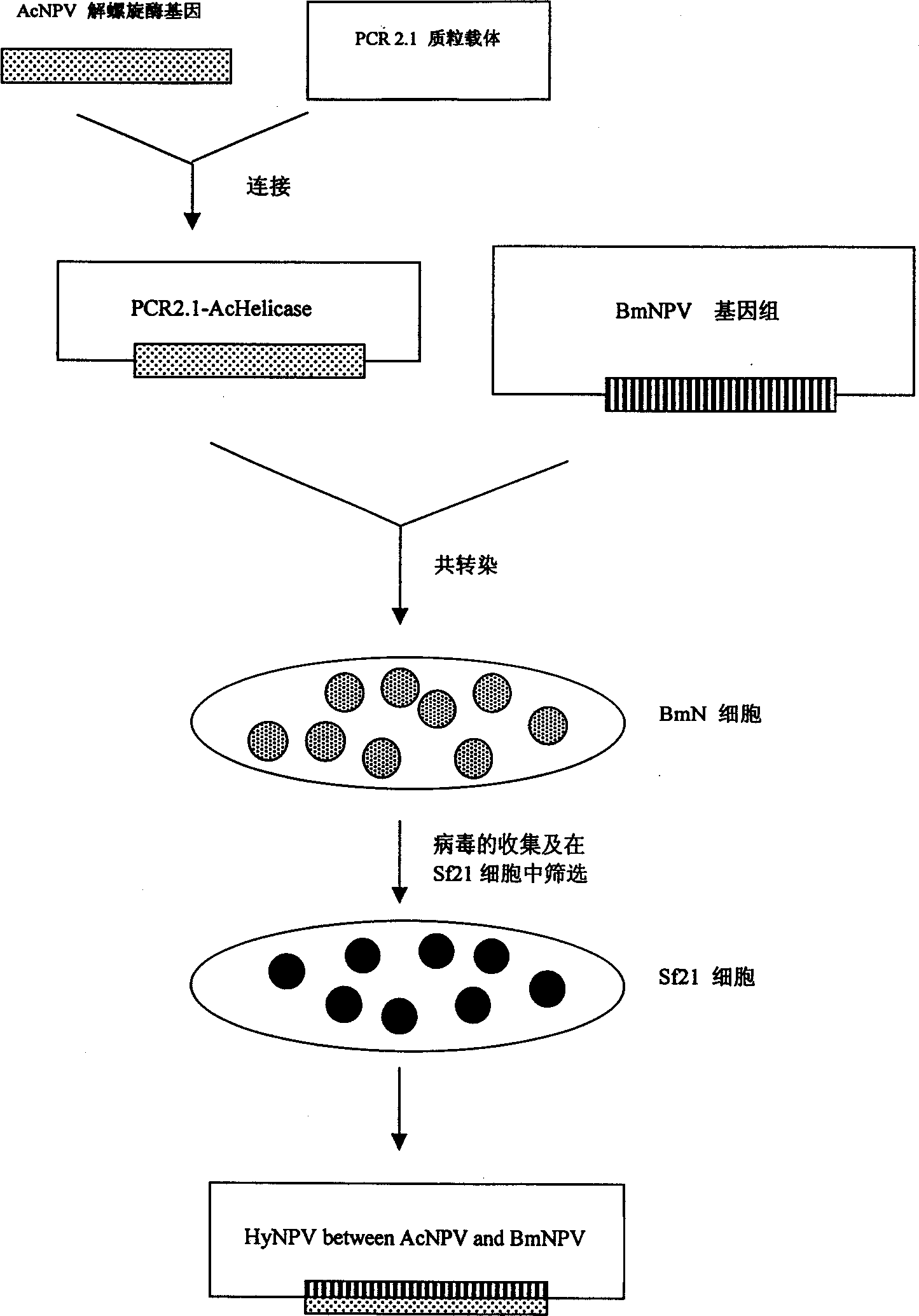 Construction technology of recombinant insect cross virus expression vector