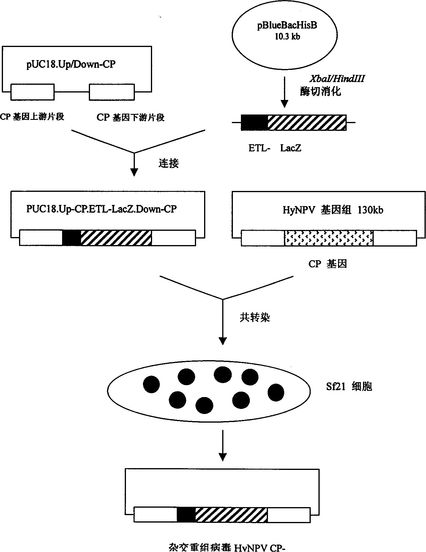 Construction technology of recombinant insect cross virus expression vector