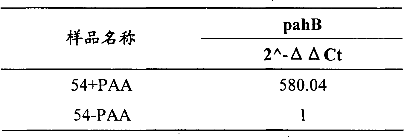 Gene for coding penicillium chrysogenum phenylacetic acid hydroxylase and its use