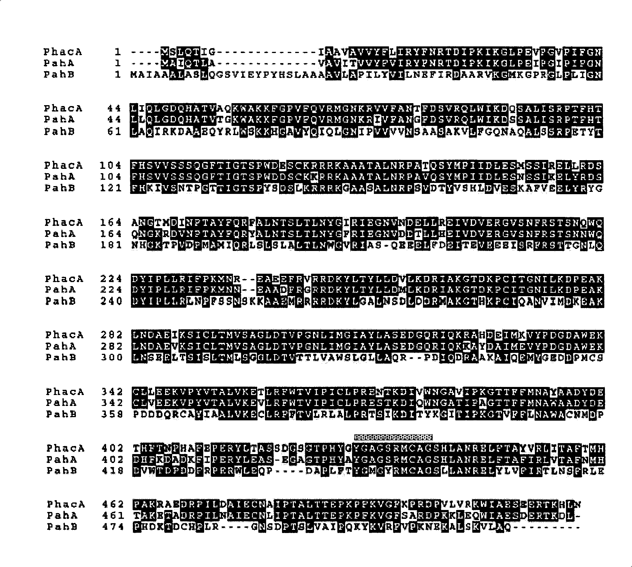 Gene for coding penicillium chrysogenum phenylacetic acid hydroxylase and its use