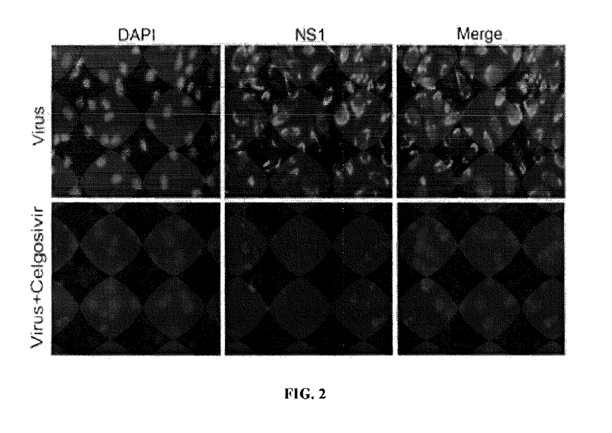 Dosing regimens of celgosivir for the treatment of dengue