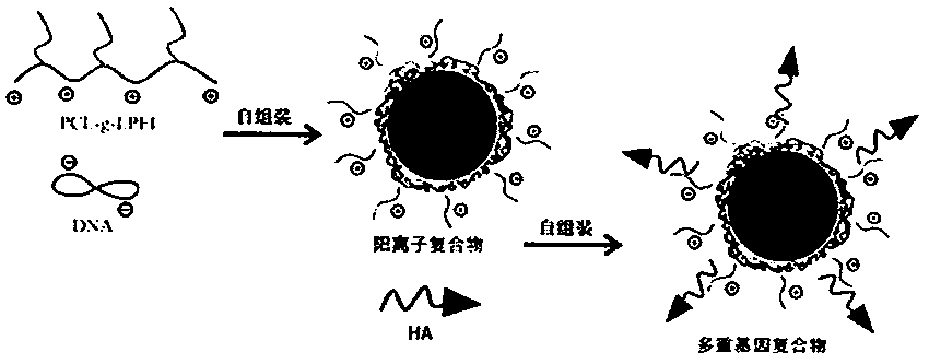 Novel cationic graft copolymer, and preparation method and application of multiple composite non-viral gene vector