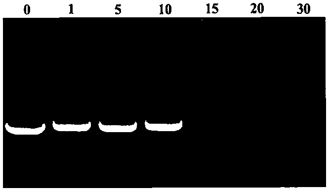 Novel cationic graft copolymer, and preparation method and application of multiple composite non-viral gene vector