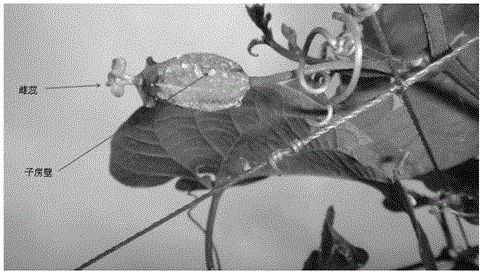 Method for inducing Corsvenor Momordica Fruit parthenocarpy by using hormone