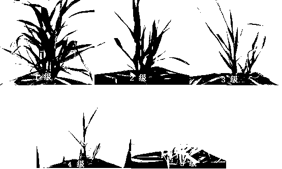 Identification method of salt tolerance of barley