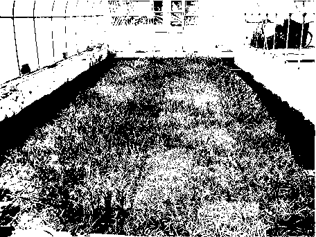 Identification method of salt tolerance of barley