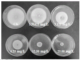 Application of fusaric acid to inhibition of ustilaginoidea virens