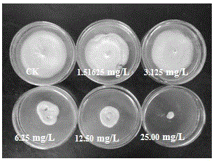 Application of fusaric acid to inhibition of ustilaginoidea virens